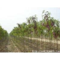 香花槐小苗|\3公分4公分5公分香花槐價(jià)格