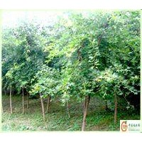 供應(yīng)刺槐苗木基地