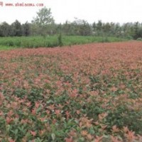 供應(yīng)30--60公分高紅葉石楠0.7元