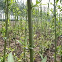美國竹柳 國家林業(yè)局948項(xiàng)目竹柳基地