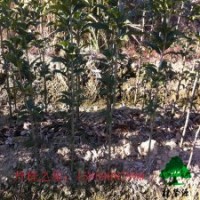 批發(fā)浦城精品丹桂苗樹