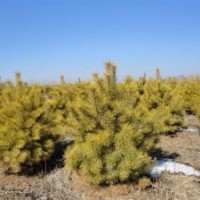 大量出售綠化苗木造林苗樟子松,銀中楊,小城黑