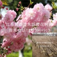 可快遞發(fā)苗櫻花樹苗批發(fā)嫁接重瓣櫻花苗晚櫻苗
