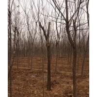 國(guó)槐低價(jià)出售