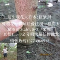 巨紫荊樹(shù)苗為什么很值錢僅僅是因?yàn)殚L(zhǎng)的快嗎