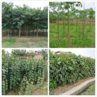 供應洋紫荊黃槐桂花桃花木棉等