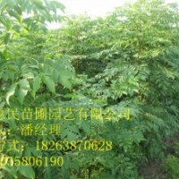 供應(yīng)山東泰安欒樹 南欒 北欒 0.5-2公分