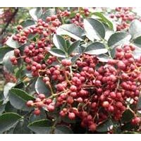 花椒苗 刺槐苗 側(cè)柏苗 油松苗 白皮松苗