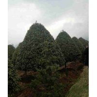 出售桂花、紫薇、羅漢松、金絲楠木、