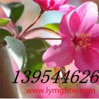 山東北美海棠基地供應(yīng)一公分優(yōu)質(zhì)北美海棠苗