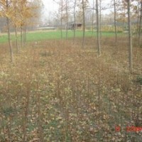 供應(yīng)銀杏小苗