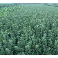 草花.草坪 欒樹,國(guó)槐,白臘,臭春樹，紅葉桃樹，紅葉梨,紫葉梨,法