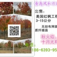 美國紅楓 美國紅楓成品苗 美國紅楓工程樹