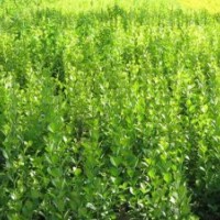 大量供應30—60衛(wèi)矛、大葉黃楊、小葉黃楊、金葉女貞。