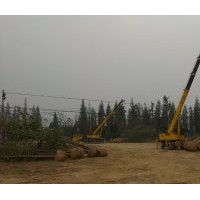 各規(guī)格銀杏樹