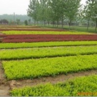 我基地常年出售各種綠化苗木小苗：大葉黃楊小苗，冬青小苗，黃楊