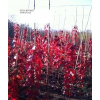 2014美國(guó)紅楓扦插小苗