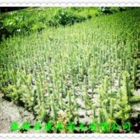 5-10公分 原床小苗（云杉） 一年生