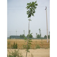 白蠟小苗2014年價格怎么樣/種植怎么樣