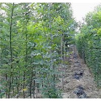 國槐苗 供應(yīng)優(yōu)質(zhì)國槐苗