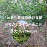 1-2公分粗紫薇基地直銷量大送貨上門百日紅工程苗