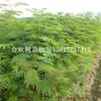 江蘇的紅花合歡樹苗什么價格夜合歡苗