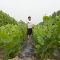 低價銷售1.5米 2米 2.5米 3米濟寧速生法桐小苗 法桐價格