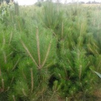 龍柏、油松、火炬、紅葉李出售