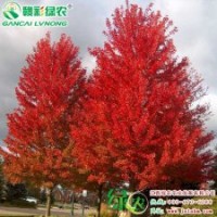 正宗美國改良紅楓 秋火焰 正宗美國紅楓小苗 改良紅楓樹苗包成活