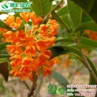 速生紅丹桂 桂花小苗供應(yīng)包成活 生長(zhǎng)快 價(jià)格實(shí)惠 品種純正