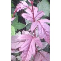 皇家雨點，紫色王子，接穂。