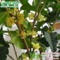 金滿堂桂 金色滿堂華庭香 生長勢旺 花量大|金滿堂桂小苗供應(yīng)包成