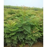 大量供應欒樹苗