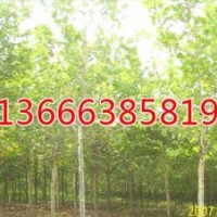 安陽毛白楊_安慶毛白楊廠家