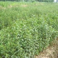 大葉女貞小苗當(dāng)年生 800-1000 各種規(guī)格楓楊