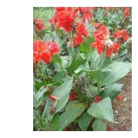 廣西美人蕉，紅花美人蕉，紫葉美人蕉供應(yīng)