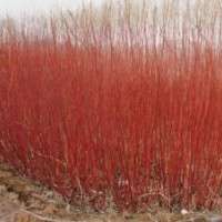 濰坊紅瑞木批發(fā)價格|山東荷蘭菊供應(yīng)商