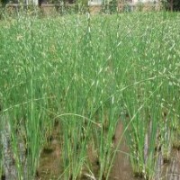 青州水蔥批發(fā)價格|山東水生鳶尾廠家