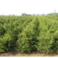 白皮松小苗出售、50公分營(yíng)養(yǎng)杯大量低價(jià)優(yōu)惠供應(yīng)