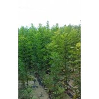 白蠟 國槐 榆樹