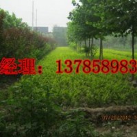 河北深州高大英苗圃供應50公分高金葉女貞