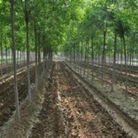 山東速生國槐樹苗價格
