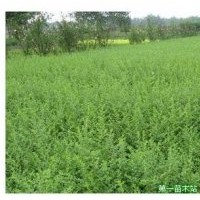 秋季苗圃地供應(yīng)大量小葉女貞苗，價格1毛左右，歡迎新老客戶來電