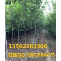 白臘小苗 白臘 規(guī)模種植 山東濟寧保國園林