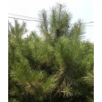 供應(yīng)山西油松苗1-1.5米油松2-2.5米油松苗價格