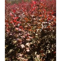 智誠苗圃供應(yīng)紫葉小檗