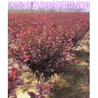 秦皇島田嘉園林集團苗木調(diào)價中~~~~~~~~