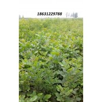 供應白蠟苗，皂角苗