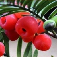 供應江西濕地松，江西馬尾松，江西青錢柳，紅豆杉