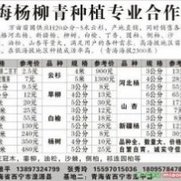 供應(yīng)云杉 油松 旱柳 白榆 楊樹 河北楊 山杏 新疆楊 垂柳